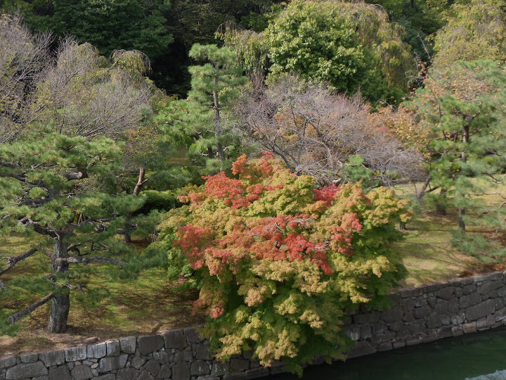 jardins château de Nijo à Kyoto 